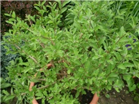 e6bc6bba-Picture 5866.jpg